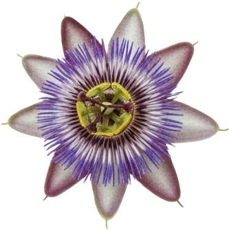 a purple flower with green leaves on it 1.jpg